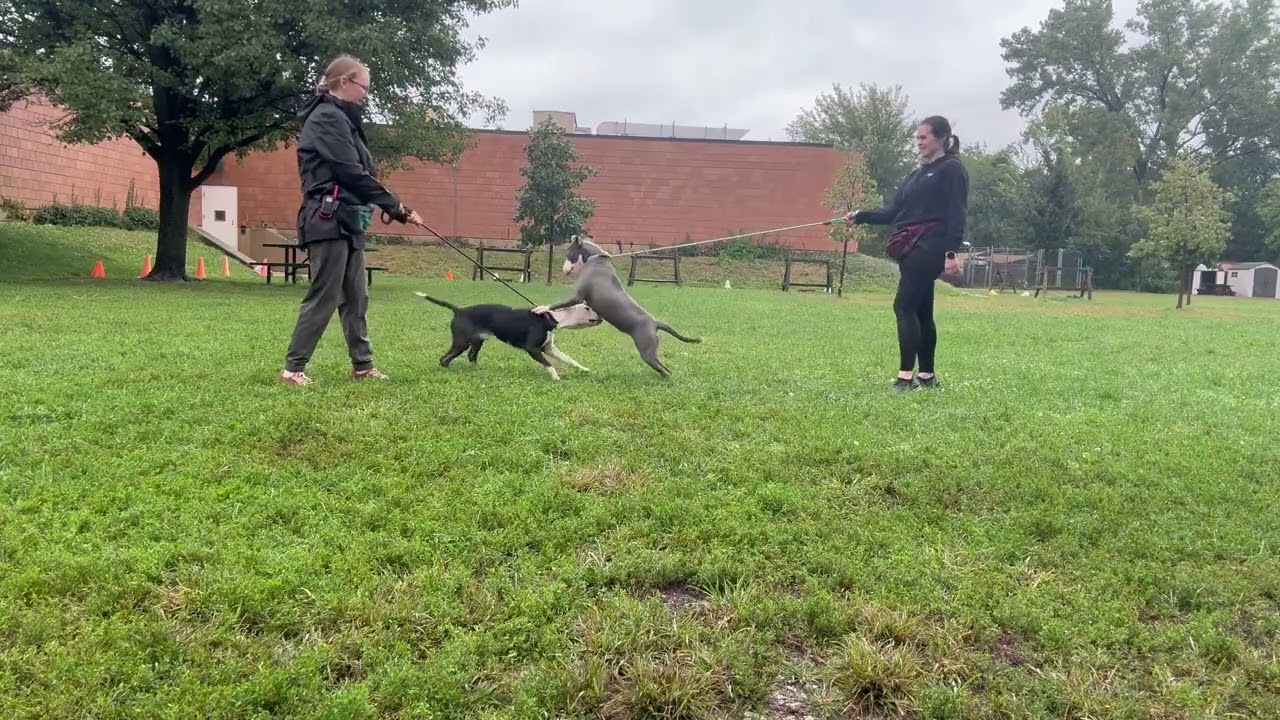 Essie's Leash Test