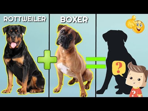 download lagu mp3 mp4 Rottweiler Chihuahua Mix, download lagu Rottweiler Chihuahua Mix gratis, unduh video klip Rottweiler Chihuahua Mix