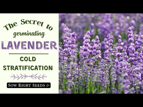 最良の発芽のためにラベンダーを低温成層する方法