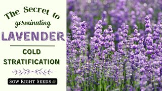 How to Cold Stratify Lavender for Best Germination