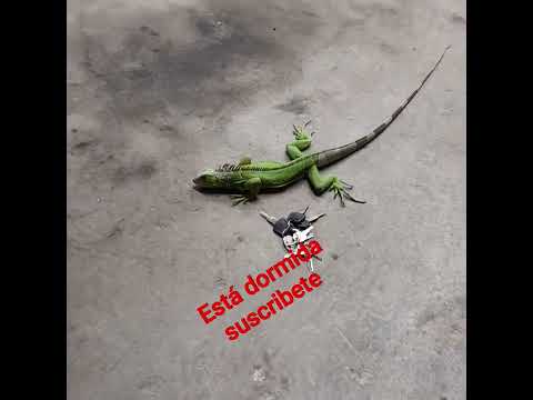 paralizado #reflexão #iguana #aves #velocity #suscribete #youtube #yuotubeshortsvideo #video #miedo