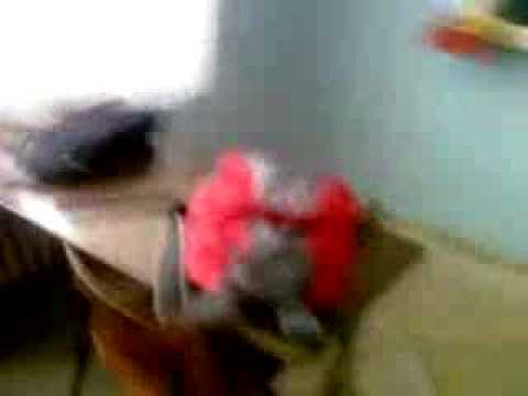 geanta lu Waldy (Horcu)