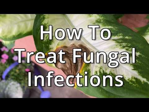 How To Treat Fungal Infections On Houseplants