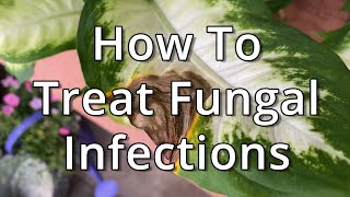 How To Treat Fungal Infections On Houseplants