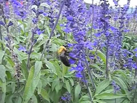 クマバチをコンデジ120fpsで