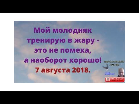 Мой молодняк тренирую в жару - это не помеха,а наоборот хорошо!7 августа 2018.