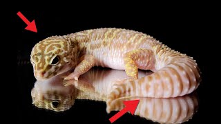 Leopard Gecko Body Language