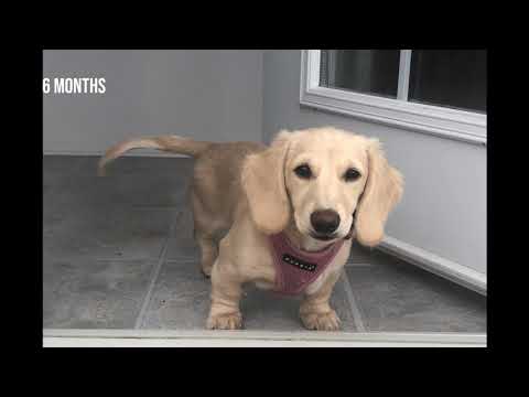 PUPPY GROWING UP TIMELAPSE - 4 Weeks to 1 Year (Dachshund)