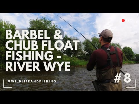 EPIC Float Fishing for Barbel & Chub on the River Wye