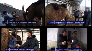 ИНСАН долбоору: Ракты айыктырган ТӨӨ сүтү. Ийгиликтүү төө багуу сыры