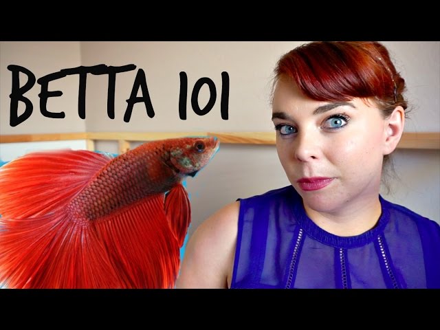 BETTA 101 | How To Care For a Betta