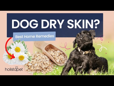 Best home remedies for dogs with dry skin - Simple and affective