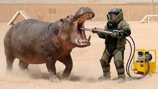 The 10 Animals with the Strongest Bite Forces