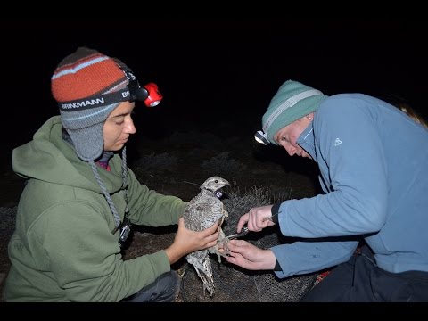 Earth Day sage-grouse translocation