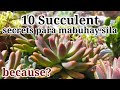 10 succulent secrets para mabuhay at gumanda sila succulent secrets to keep them beautiful