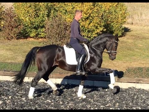 Van Vivaldi 3 years old stallion