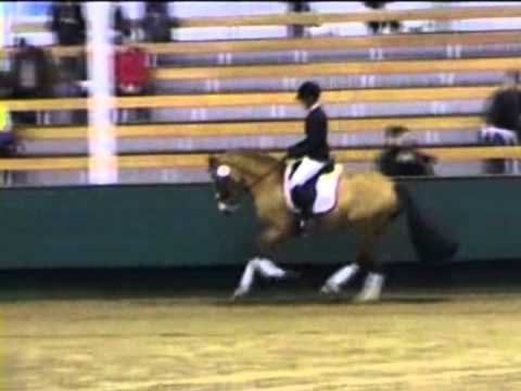 Reitponyhengst Dankeschön