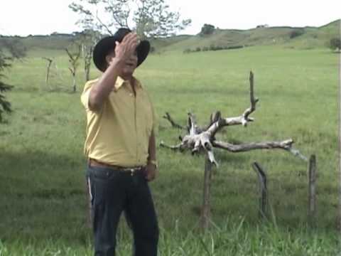 Mi Delicia Es Adorarte - Alfonso Nino