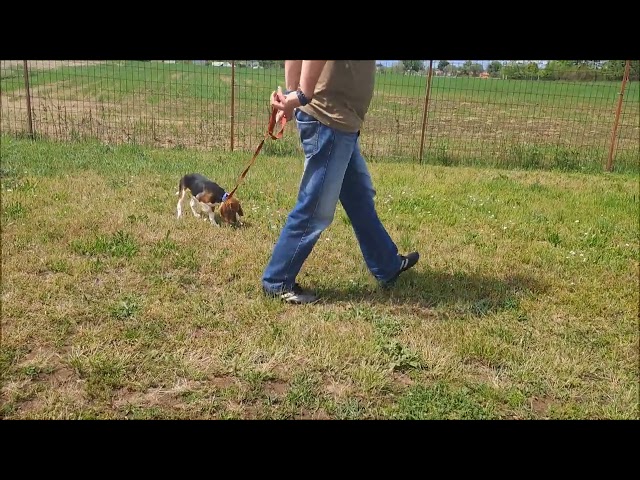 Beagle cachorro en venta