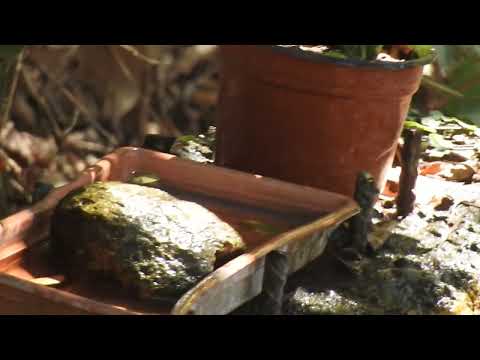 Vireo spevavý (Vireo gilvus) — spev a hlas v prírode