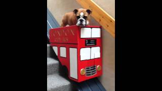 Dog uses a stair lift