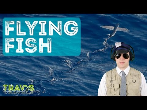 Flying Fish