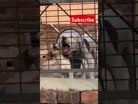 Pitbull bread dog vvideo #pitbull #dogbreed #americanbully #pitbulldog #pitbulldogbreed
