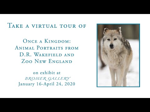 Virtual tour of "Once a Kingdom: Animal Portraits from D.R. Wakefield and Zoo New England"