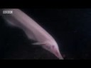 Endangered marine animals of the Amazon - BBC wildlife