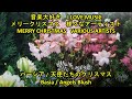 メリークリスマス4　バーシア　/   天使たちのクリスマス　　MERRY CHRISTMAS 4   Basia   /  Angels Blush