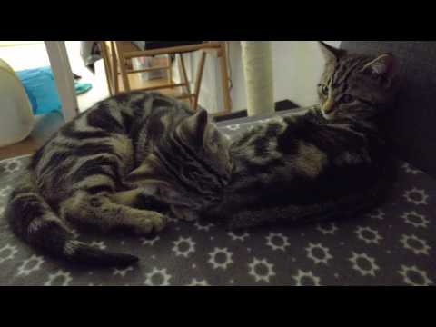 YouTube video about: Why does my cat lick my kittens bum?
