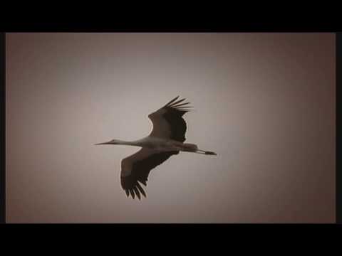 Sielmanns heimische Tiere - Der Weißstorch