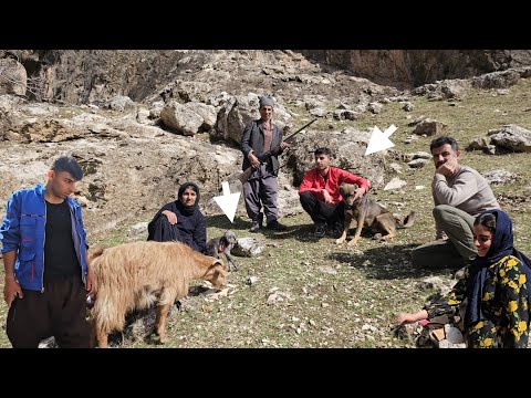 Miracle Birth! 🐐 Baby Goat Arrives in Mountains 🏔️ | Nomadic Life