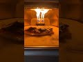Pizza Of Fireeeeee Fire Pizza Cheese Homemadefood Food Cooking