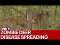 'Zombie' deer disease is spreading