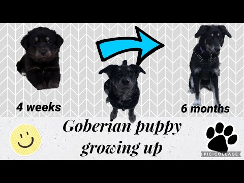 Goberian puppy growing up from 0-6 months