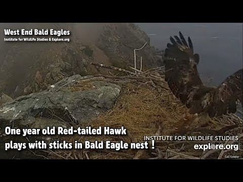West End🦅One Year Old Red-Tailed Hawk Plays W/ Sticks In Bald Eagle Nest🙃Explore.org 2021-06-17