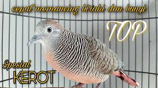 Download lagu Suara kerot perkutut - pancingan birahi dan bunyi paling manjur mp3 Download lagu Suara kerot perkutut - pancingan birahi dan bunyi paling manjur mp3