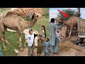 Camel Ki Unloding Kr Di Zoo Mein Agea