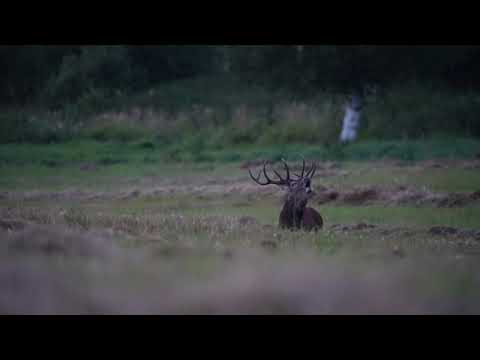 Red deer rut start