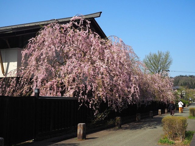 2026年【角館の桜】開花状況　4月20日八重桜と武家屋敷通りのシダレザクラ