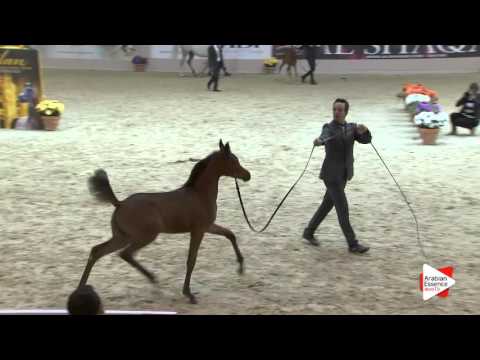 N.99 NEMESI REGALIS - Milan 2016 - Futurity Fillies (Class 13)