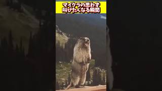 マイクラで思わず叫びたくなる瞬間　#マイクラ