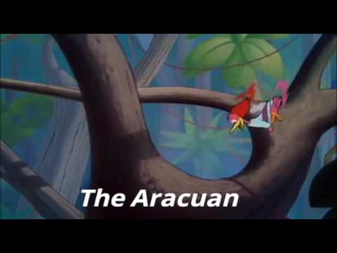 The Aracuan