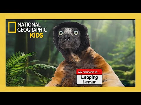 Super Animals Full Episode 💥 | Kooky Creatures 🤪 | ‪‪@natgeokids