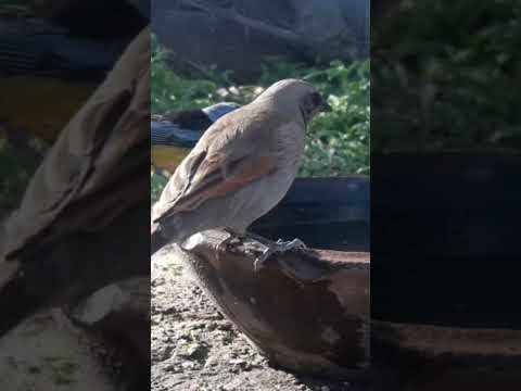 Birdday 220 Zorzal chalchalero  Naranjero Tordo musico 1709 25