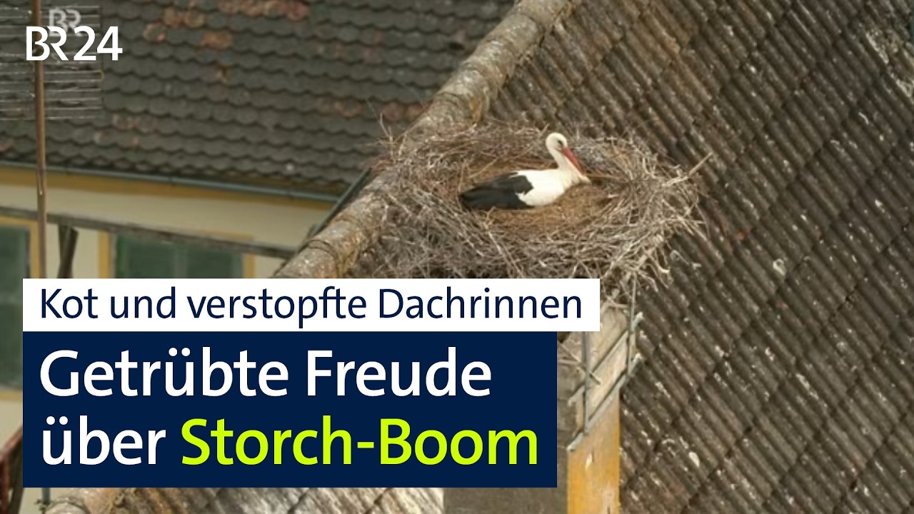 Störche: Ärger über verdreckte Dächer, schwere Nester und viel Lärm | Kontrovers | BR24