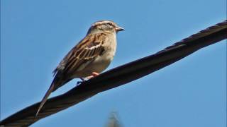 Sarah Jarosz - "Take Me Back"