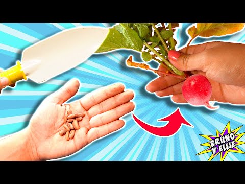 Mi primer huerto en casa- Bruno y Ellie