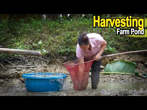 Harvesting Fish from the Farm Pond and Preparing Delicious Food | Ly Thi Ca